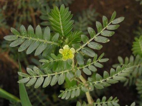 Tribulus Terrestris